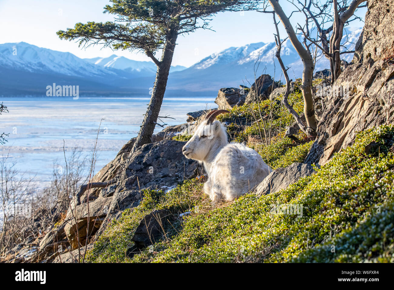 Dall pecora pecora pecora (Ovis dalli) si trova sulla collina che domina Turnagain Arm in Alaska sud-centrale circa 10 miglia a sud di Anchorage, in inverno ... Foto Stock