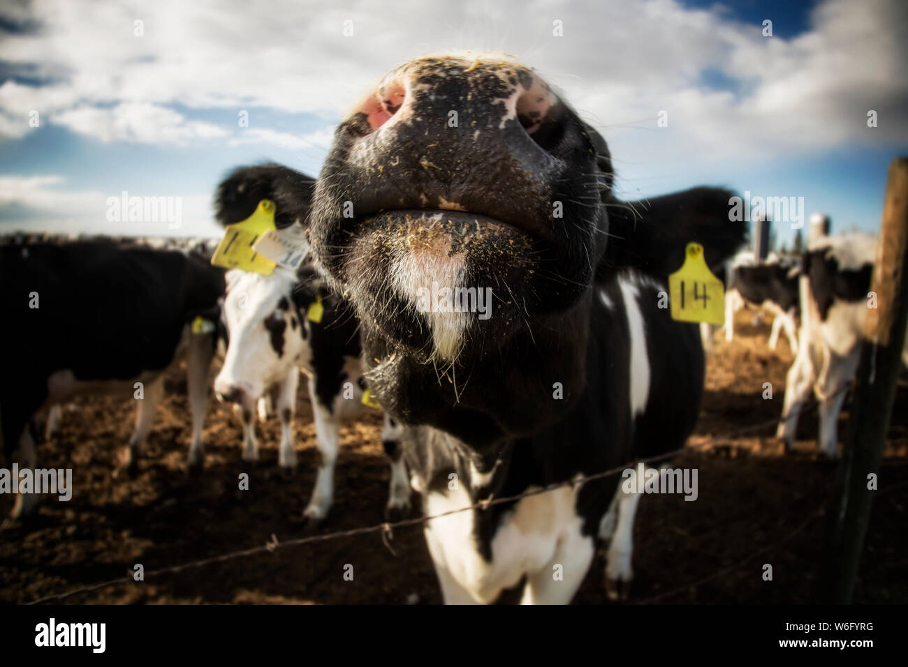 Primo piano del naso di una curiosa mucca Holstein in piedi ad un filo spinato recinzione con le etichette di identificazione in esso è orecchie su una fattoria robotica... Foto Stock