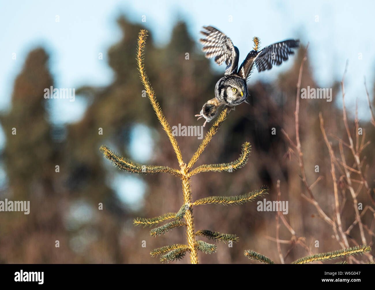 Northern Hawk Owl (Surnia ulula), noto per essere seduto sul più alto persico possibile mentre si cerca preda come voles che si muovono sotto. Questo vola... Foto Stock