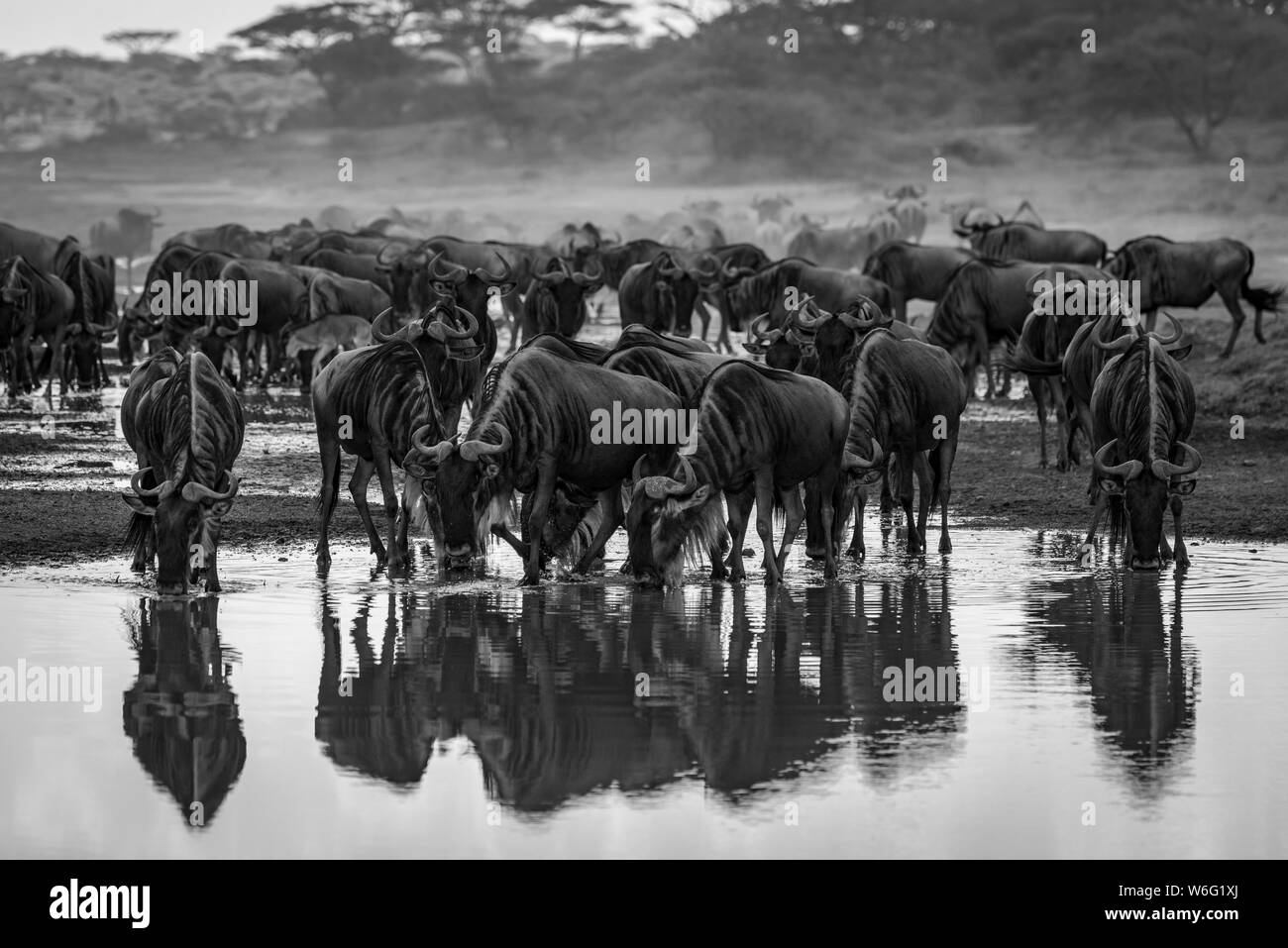 Confusione monocromo di wildebeest (Connochaetes taurinus) che beve dal torrente, Parco Nazionale di Serengeti; Tanzania Foto Stock