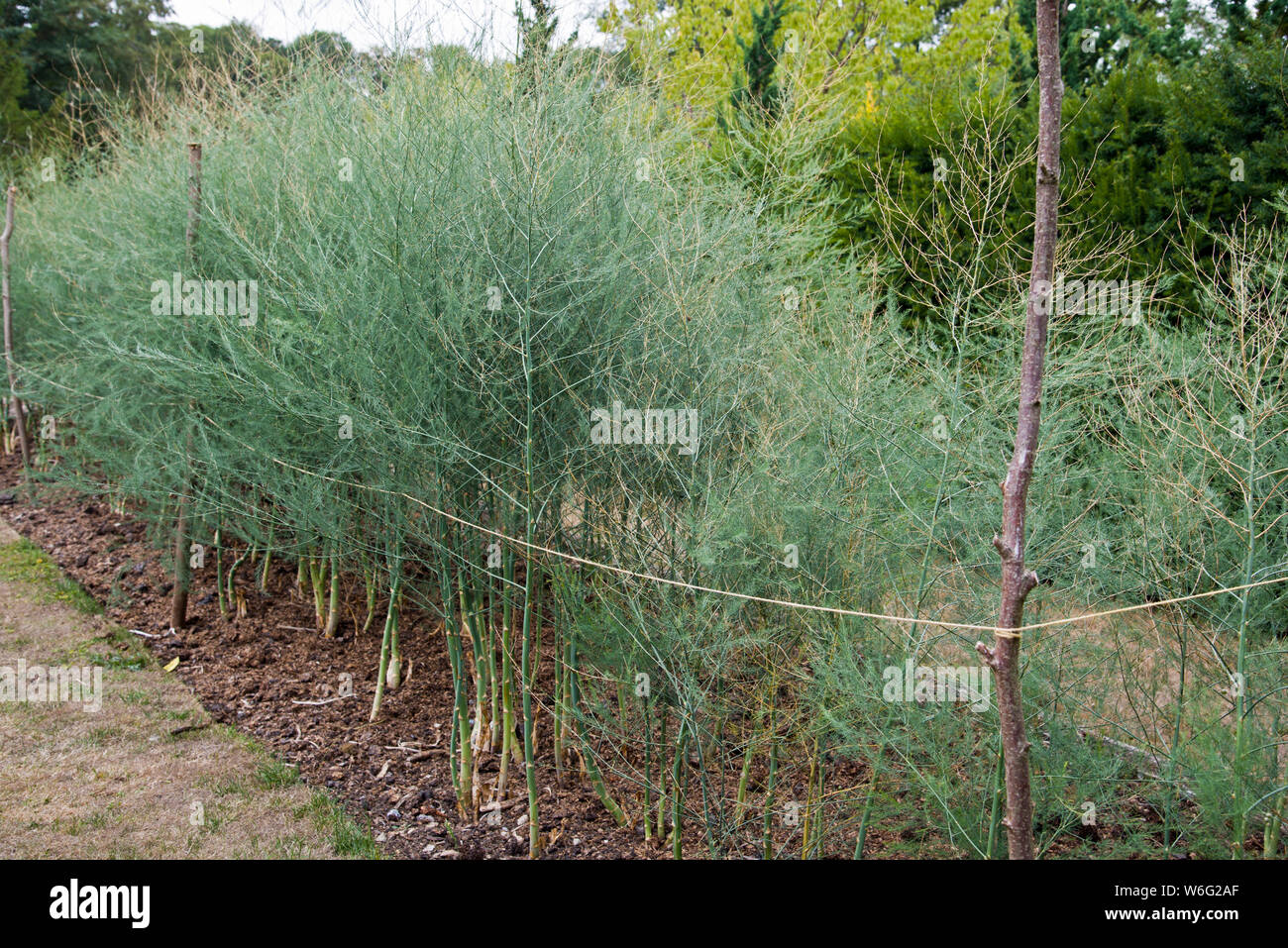 Pianta di asparagi immagini e fotografie stock ad alta risoluzione - Alamy