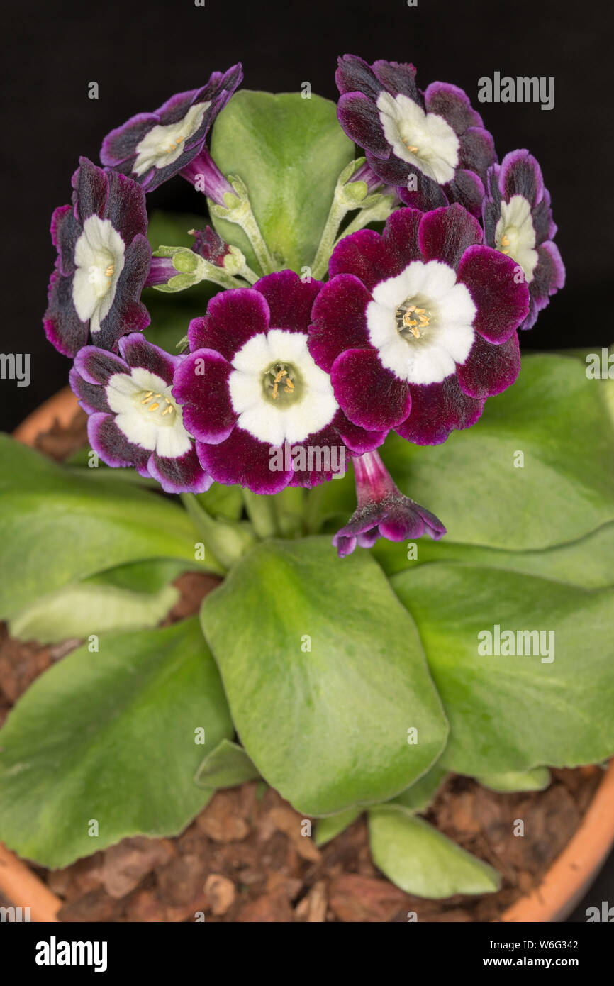 Primula padiglione auricolare 'Harry Armitage' Foto Stock