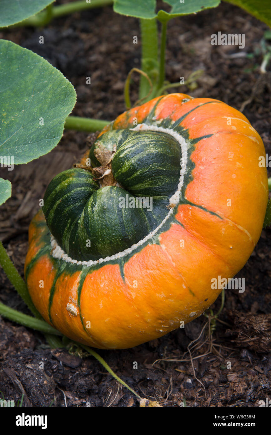 Zucca, Turchi turbante Foto Stock