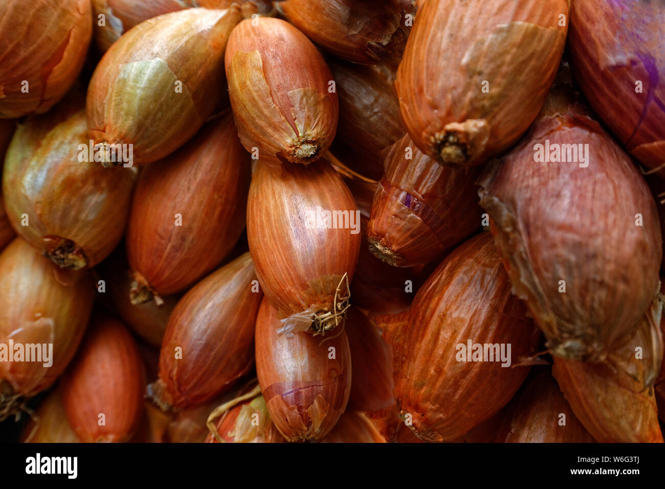 Il francese le cipolle rosse o scalogno Foto Stock