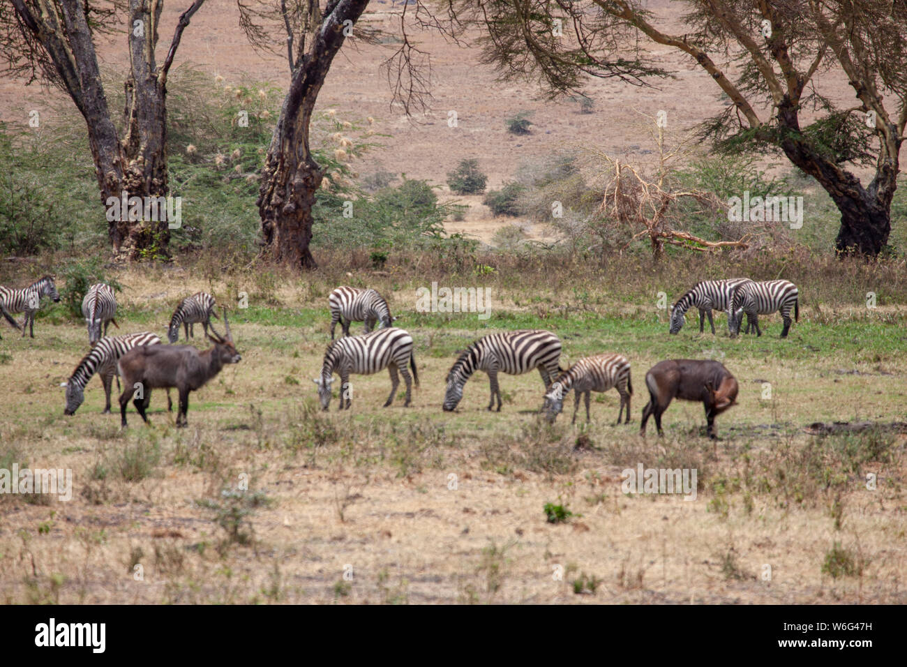 Allevamenti di Zebra come visto in Tangire National Park in Tanzania Africa orientale Foto Stock