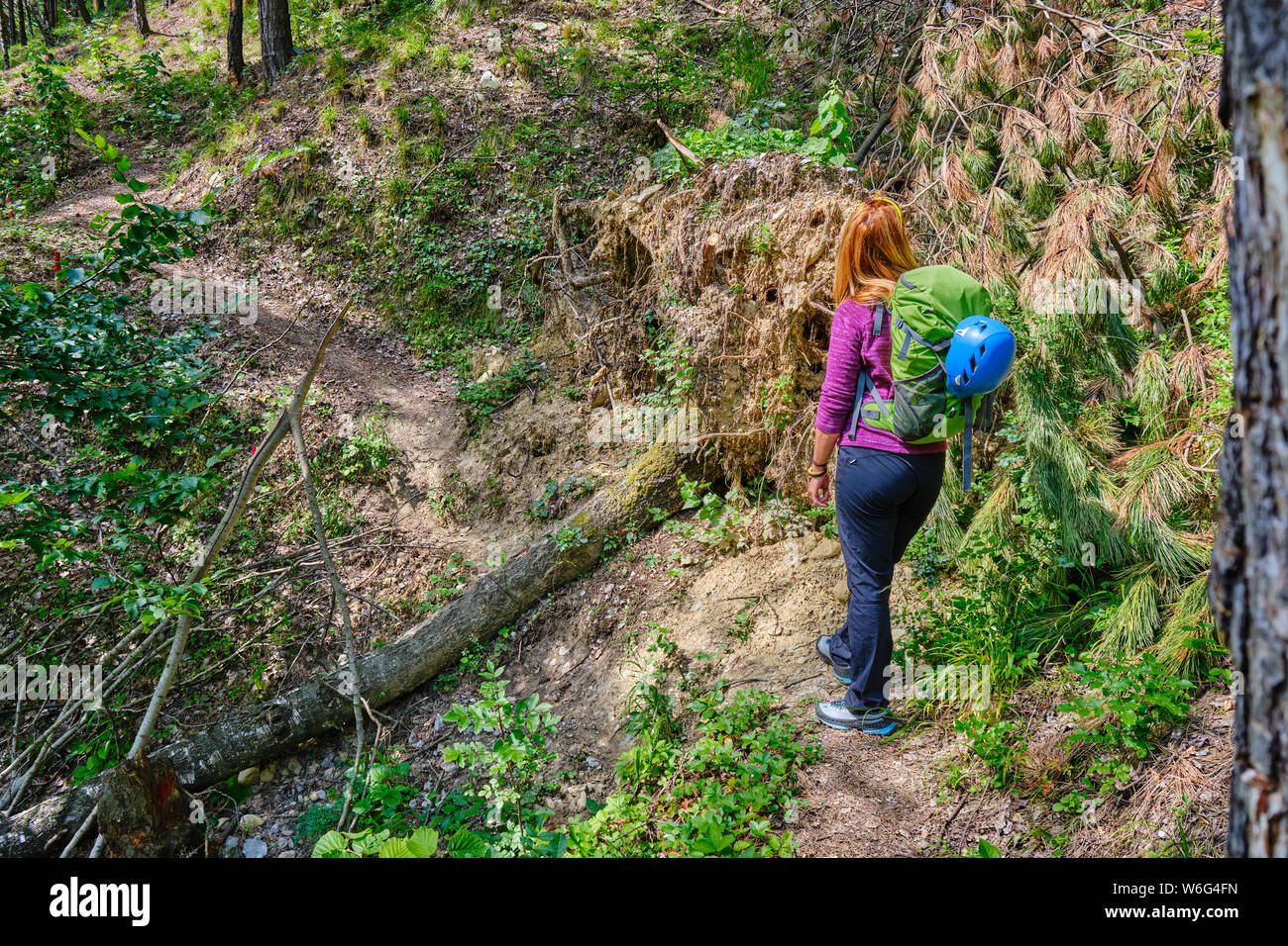 Donna escursionista con zaino e casco alpina, su un sentiero di montagna, con un enorme albero di pino strappata dalla tempesta, formando un grande ostacolo al passaggio al di sopra. Foto Stock