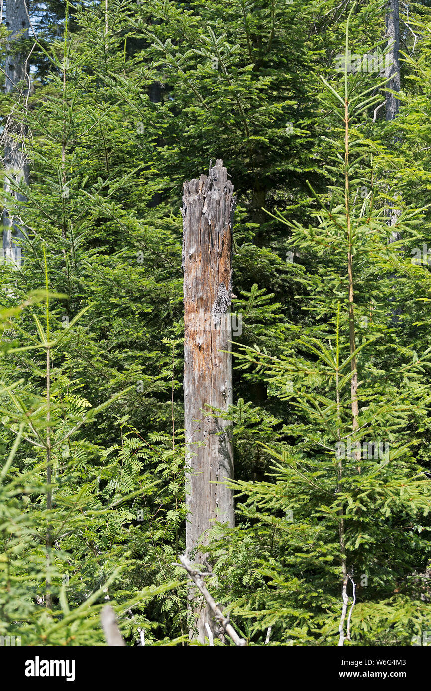 Vom Borkenkäfer zerstörter Baum, bei Neuschönau, Nationalpark Bayerischer Wald, Bayern, Deutschland | tree distrutta dal bostrico, vicino Neuschön Foto Stock