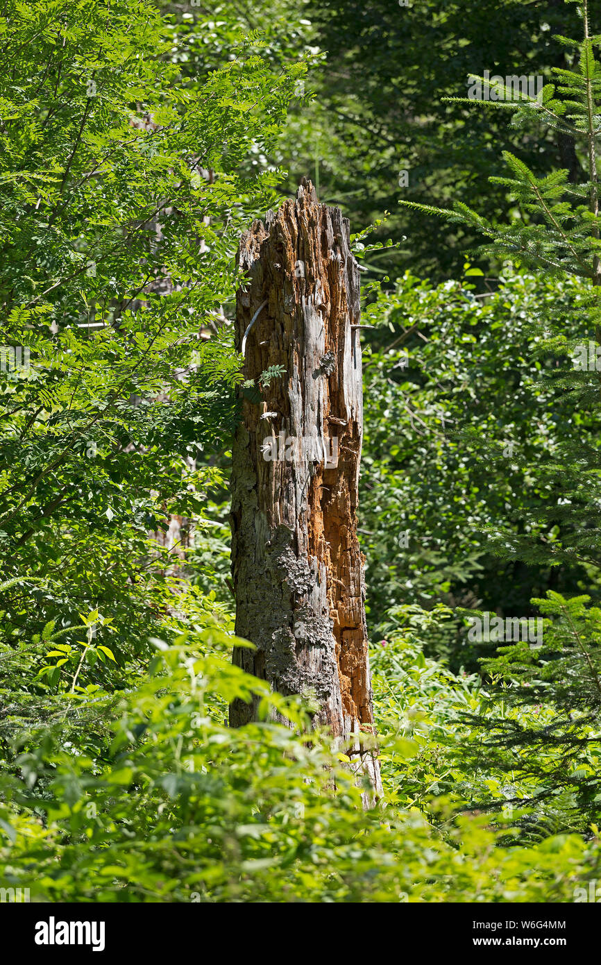 Vom Borkenkäfer zerstörter Baum, bei Neuschönau, Nationalpark Bayerischer Wald, Bayern, Deutschland | tree distrutta dal bostrico, vicino Neuschön Foto Stock