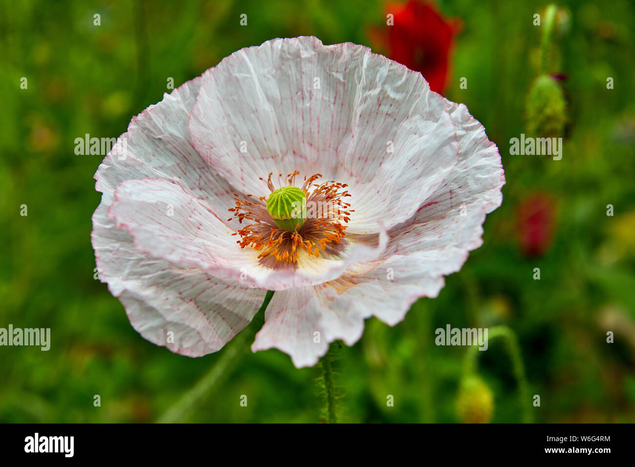 Immagine di un unico colore rosa e bianco di semi di papavero Foto Stock