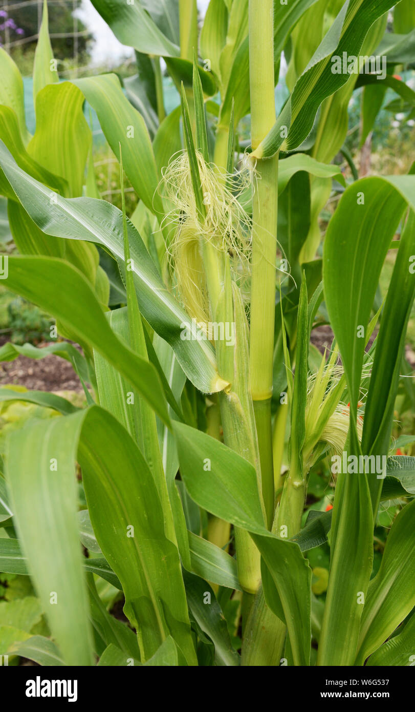 Due le pannocchie di granoturco che cresce su una Fiesta granturco dolce pianta tra le lunghe foglie verde - Calico corn Foto Stock