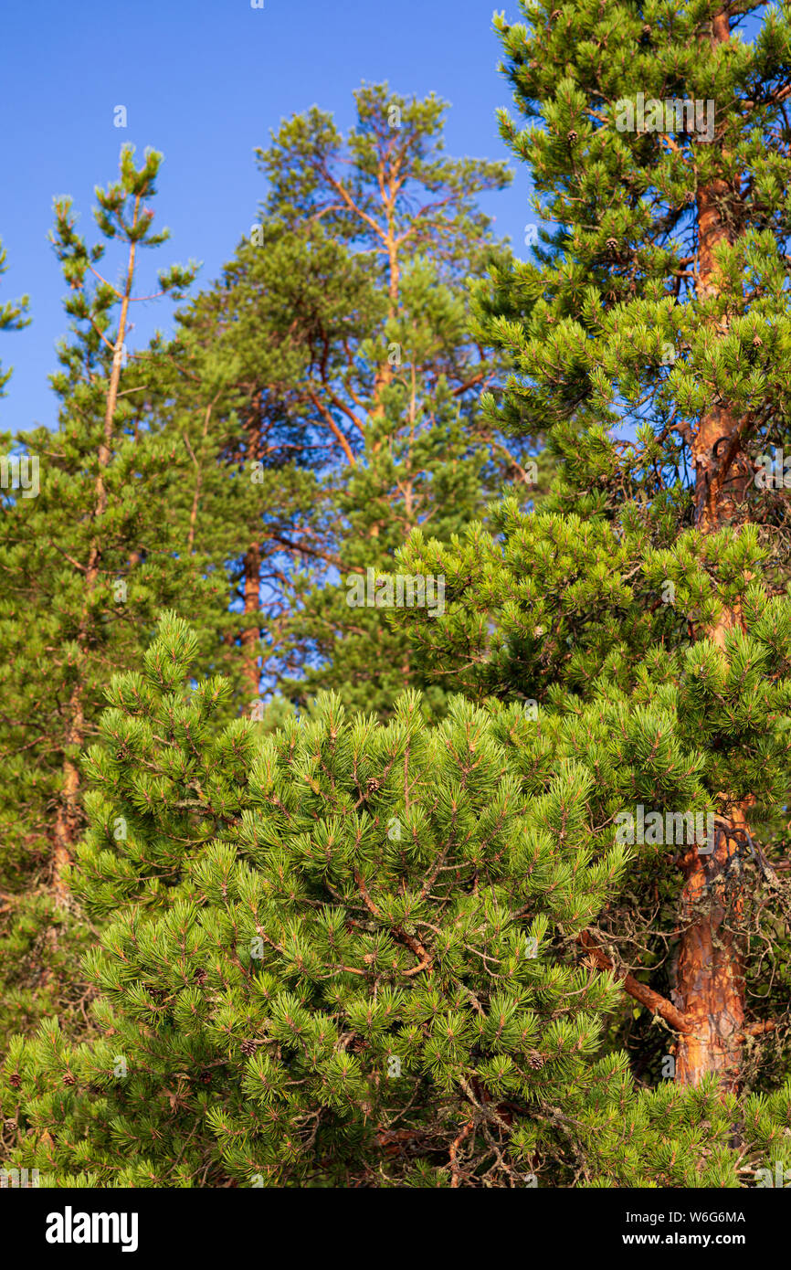 Pini lussureggianti rami di alberi in natura Foto Stock