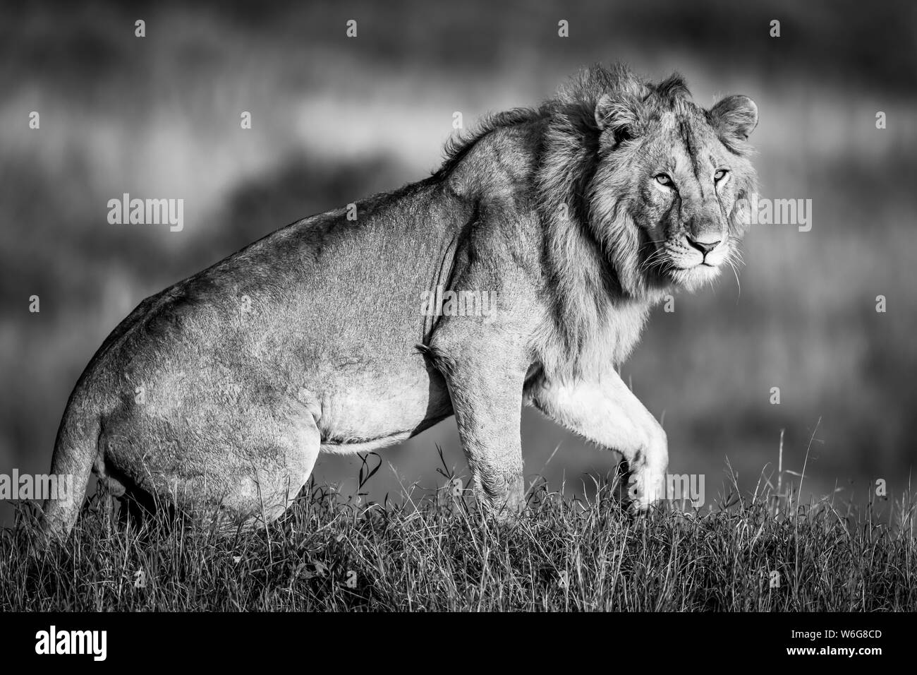 Monotono leone maschio (Panthera leo) alzarsi in erba, Serengeti; Tanzania Foto Stock