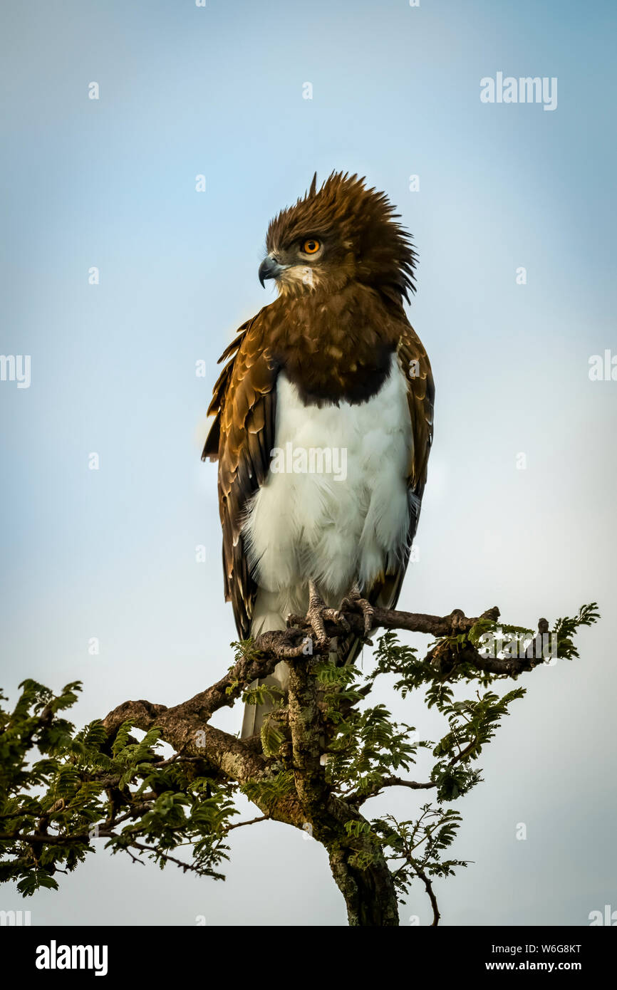 L'aquila di serpente (Circaetus pectoralis) con la parte alta del verde, Serengeti; Tanzania Foto Stock