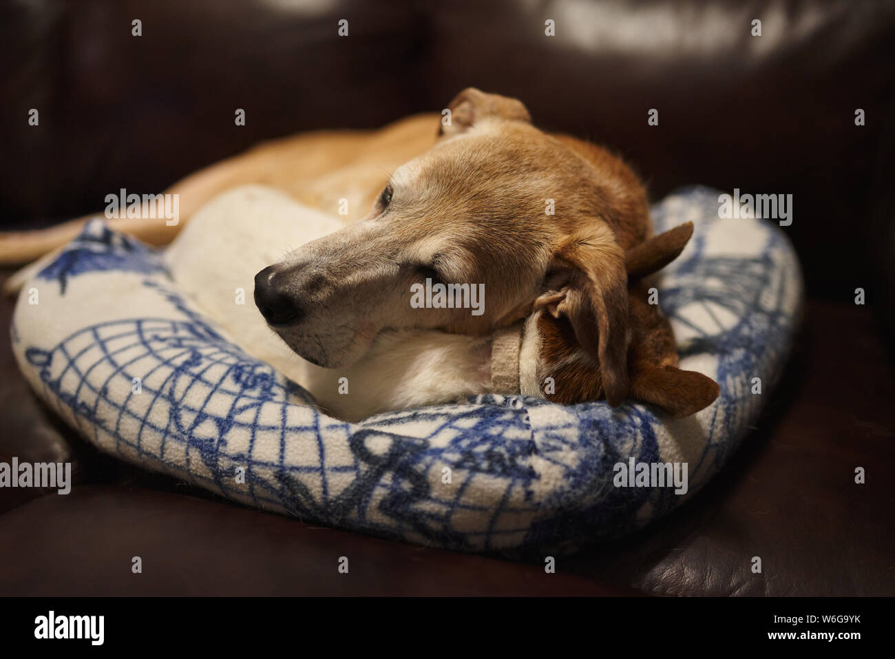 Un catahoula cur stabilisce in cima a un jack russell terrier su un letto di cane su un divano in pelle. Foto Stock
