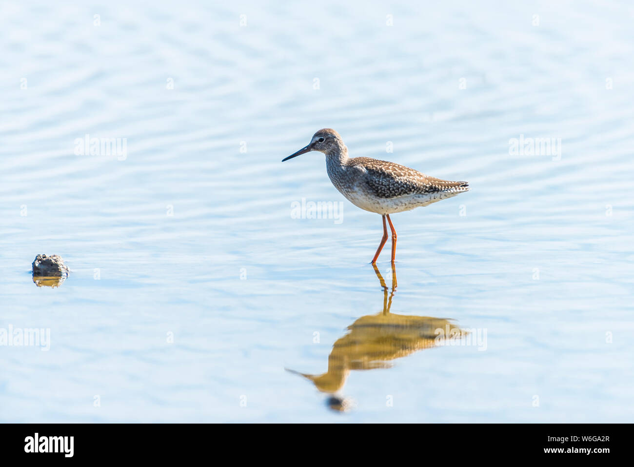 Redshank in calme acque blu con forti riflessioni Foto Stock