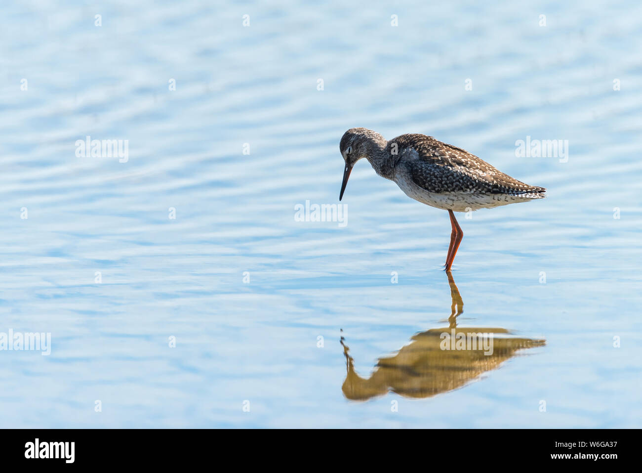 Redshank in calme acque blu con forti riflessioni Foto Stock