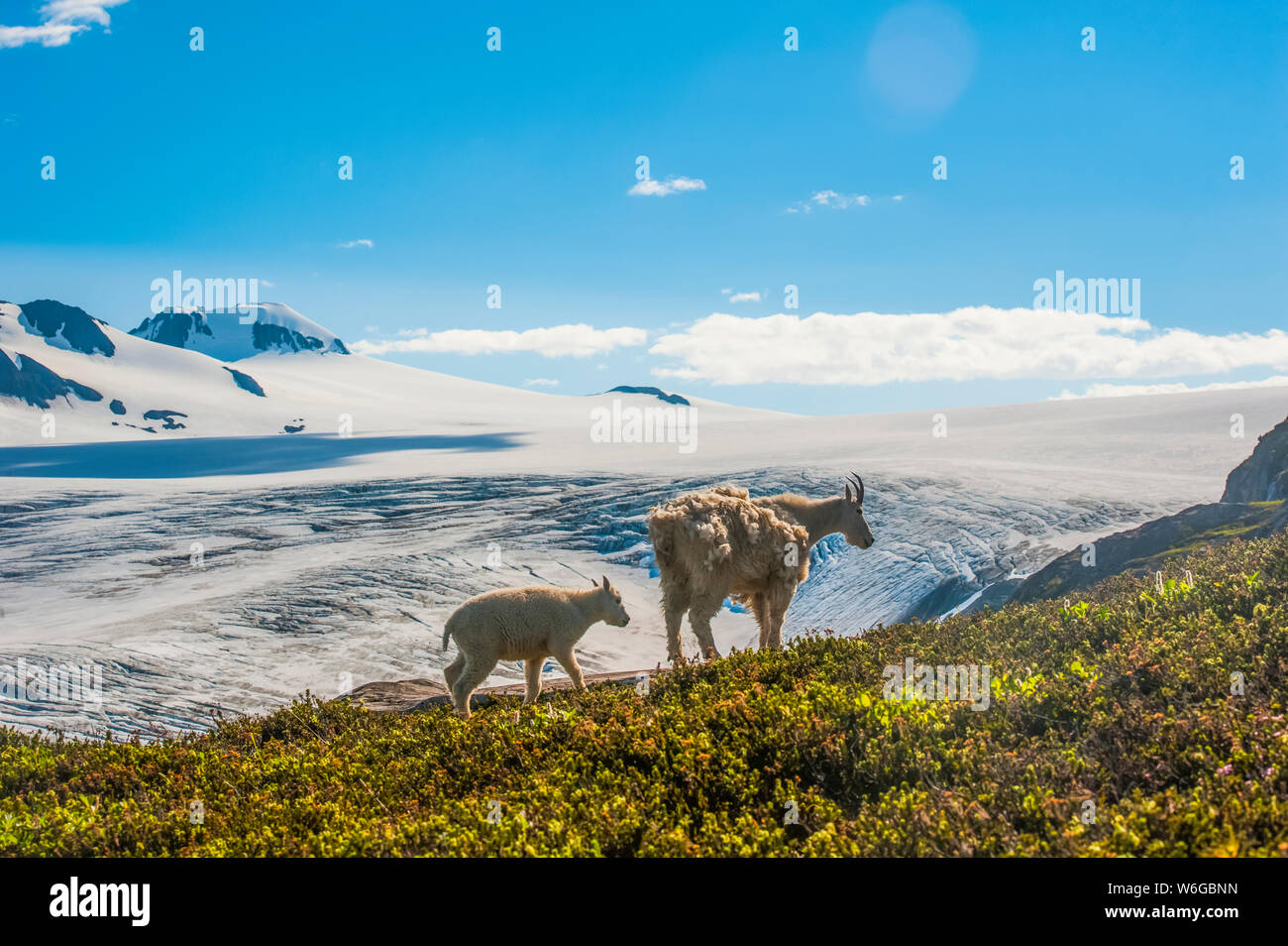 Una capra di montagna (Oreamnos americanus) Famiglia con l'Harding Icefield sullo sfondo a Kenai Fiordi Parco Nazionale in una soleggiata giornata estiva Foto Stock