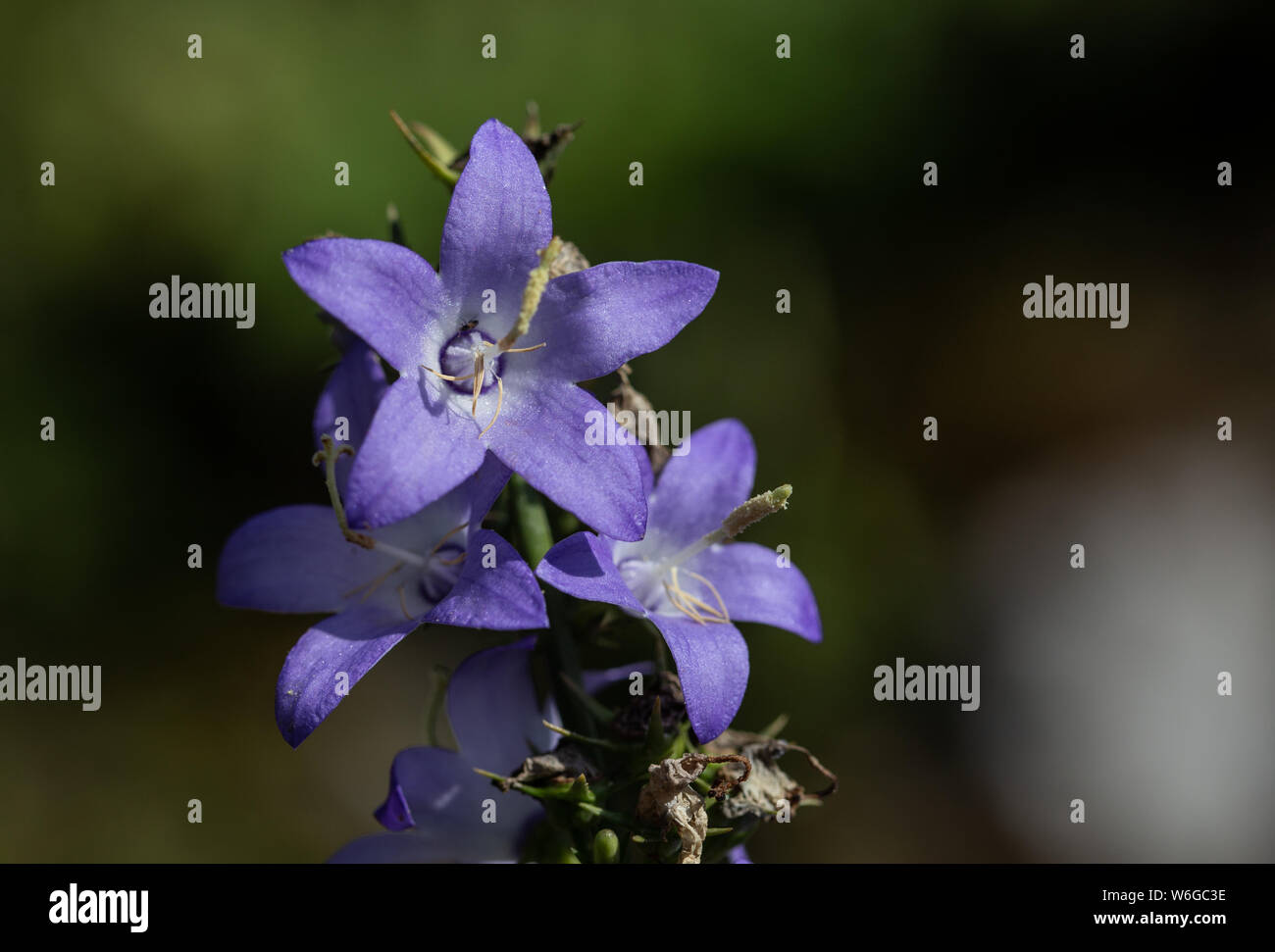 Blaue Blüten Foto Stock
