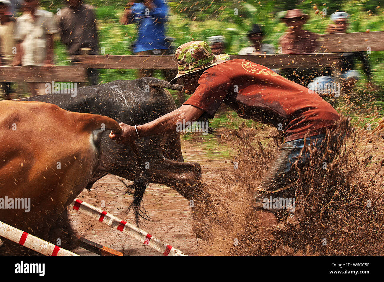 Padang, Indonesia - 30 lug 2016. Festival Jawi di sala di risveglio (bull racing) nel villaggio vicino Padang, Indonesia Foto Stock