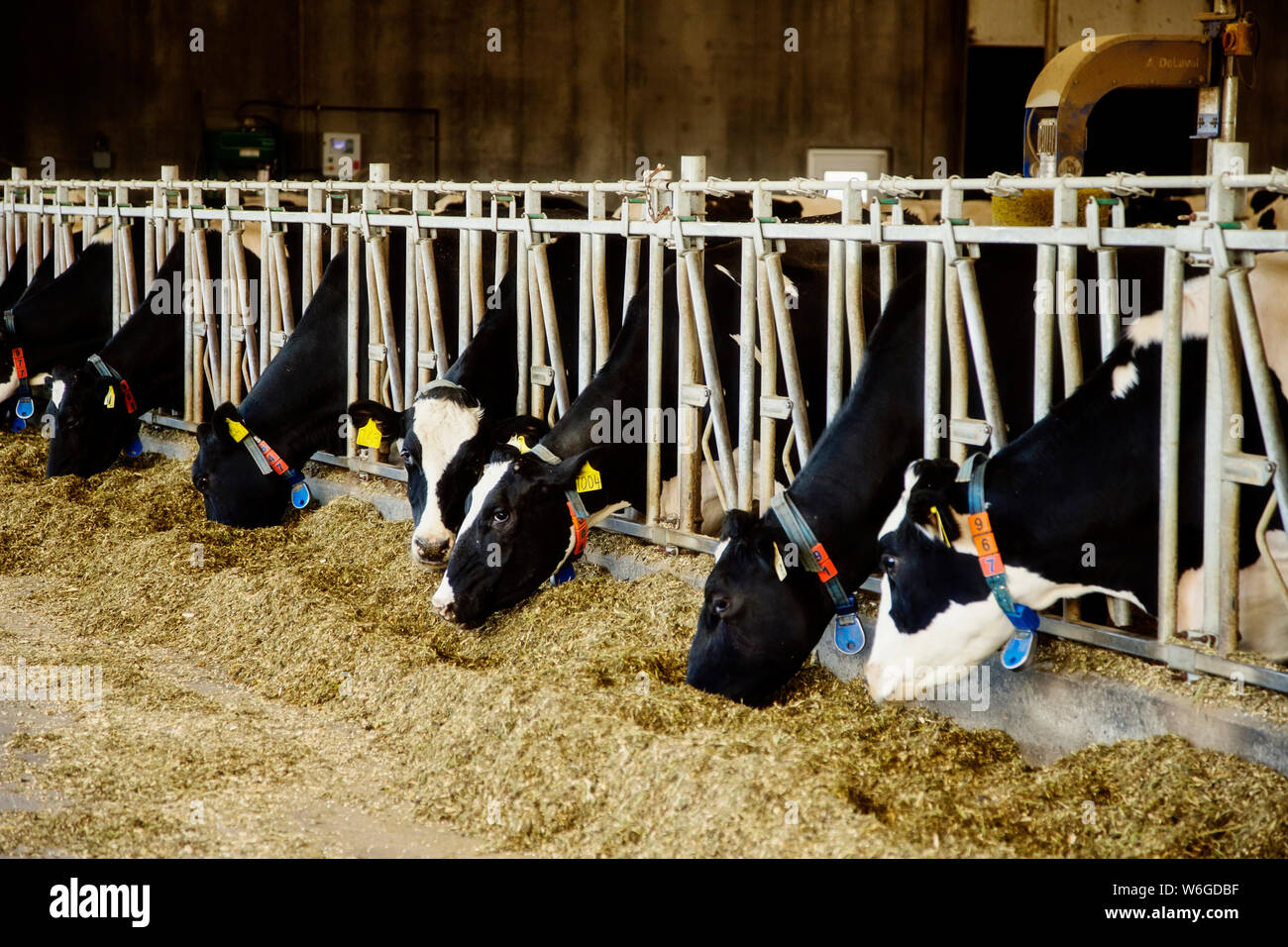 Vacche da latte Holstein con etichette di identificazione sulle loro orecchie in piedi in una fila lungo il binario di una stazione di alimentazione su una fattoria robot casearia, a nord di ... Foto Stock