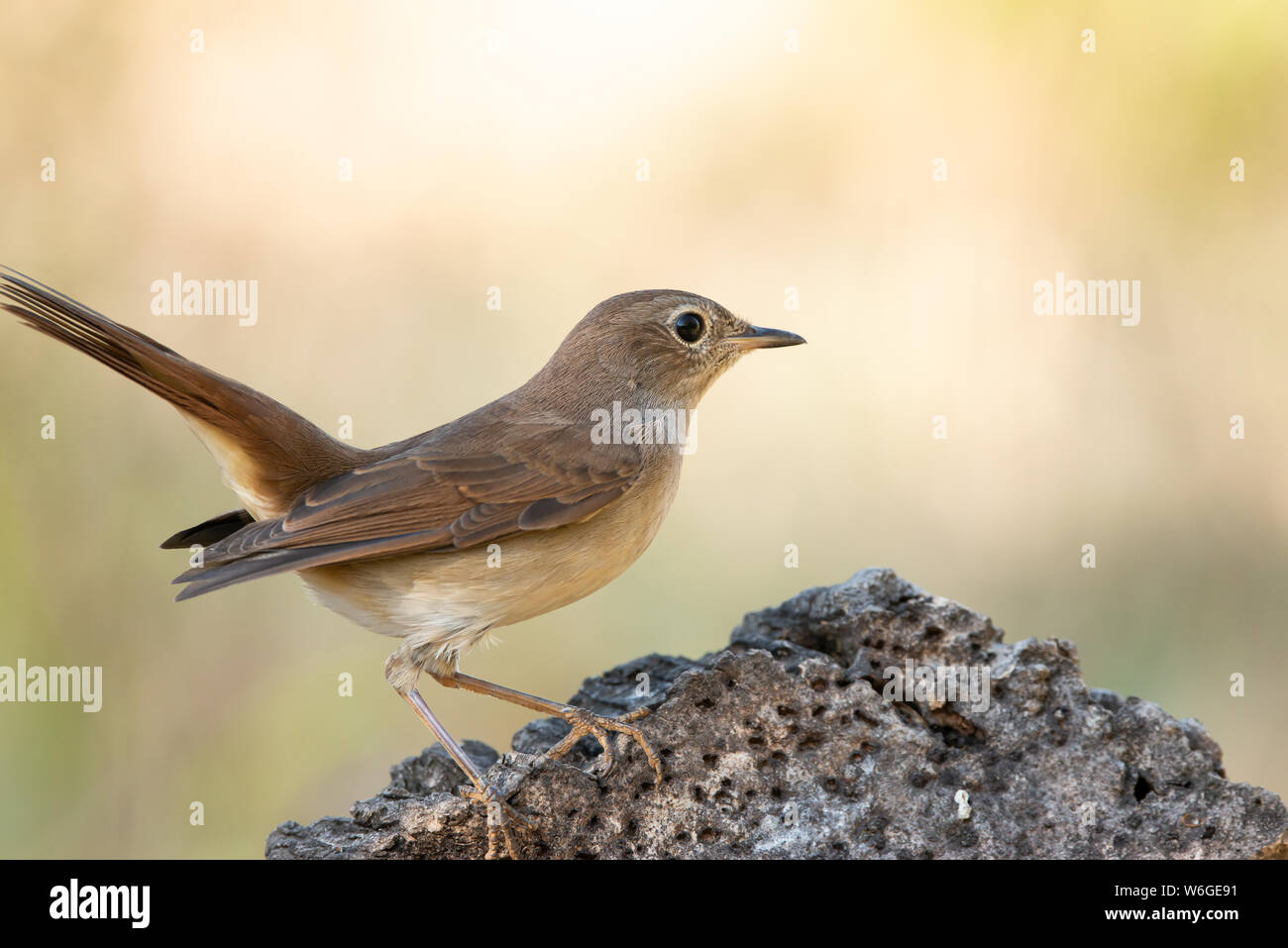 Luscinia megarhynchos o ruisenor comun appollaiato su un ramo Foto Stock