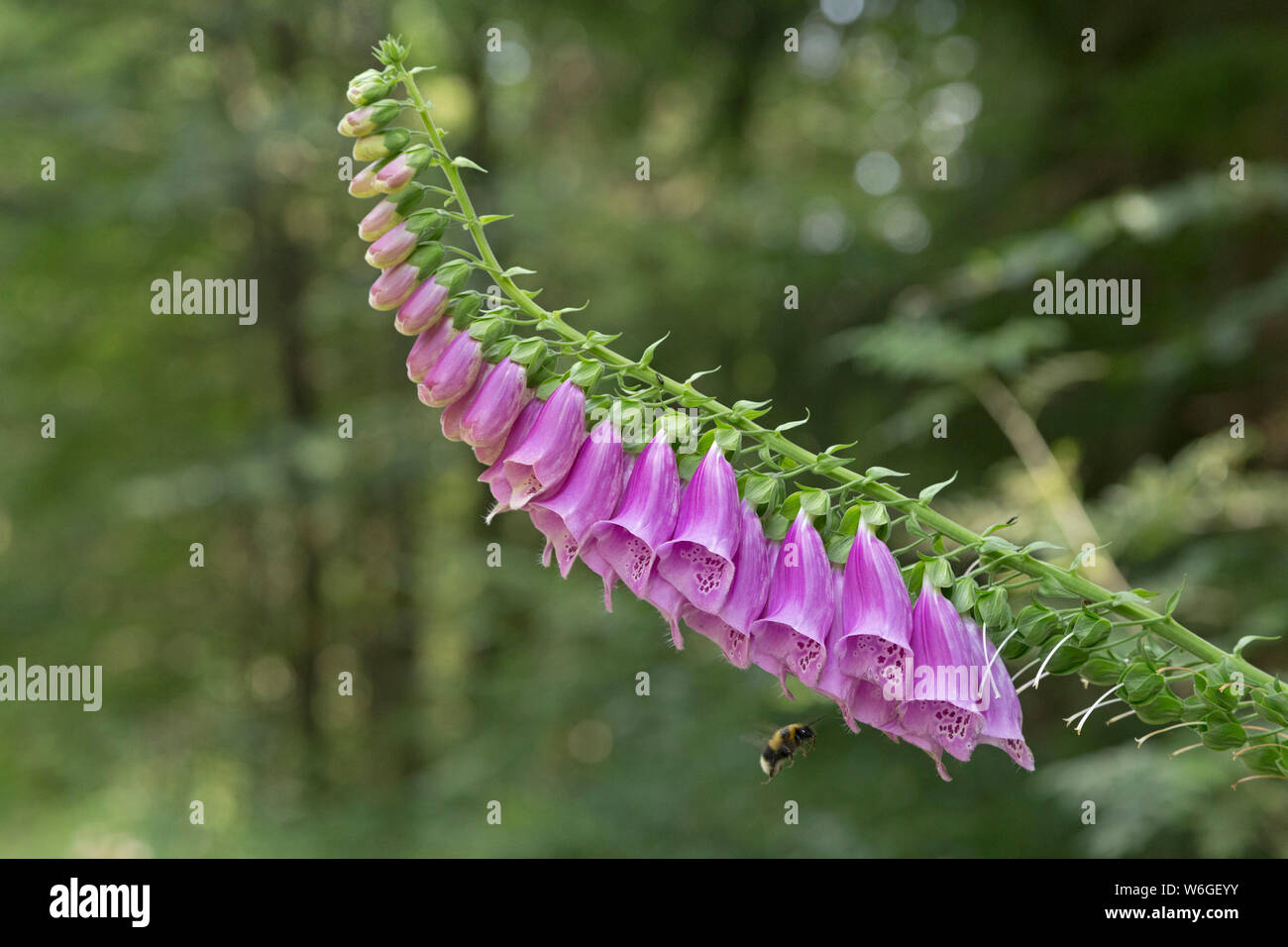 Foxglove comune (Digitalis purpurea) con bumblebee, nei pressi di Bodenmais, Bayerischer Wald, Baviera, Germania Foto Stock