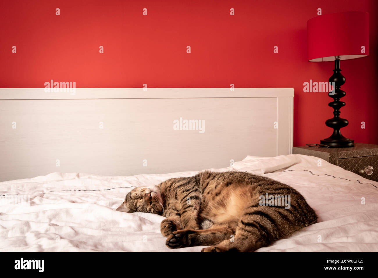 Gatto dorme sul letto Foto Stock