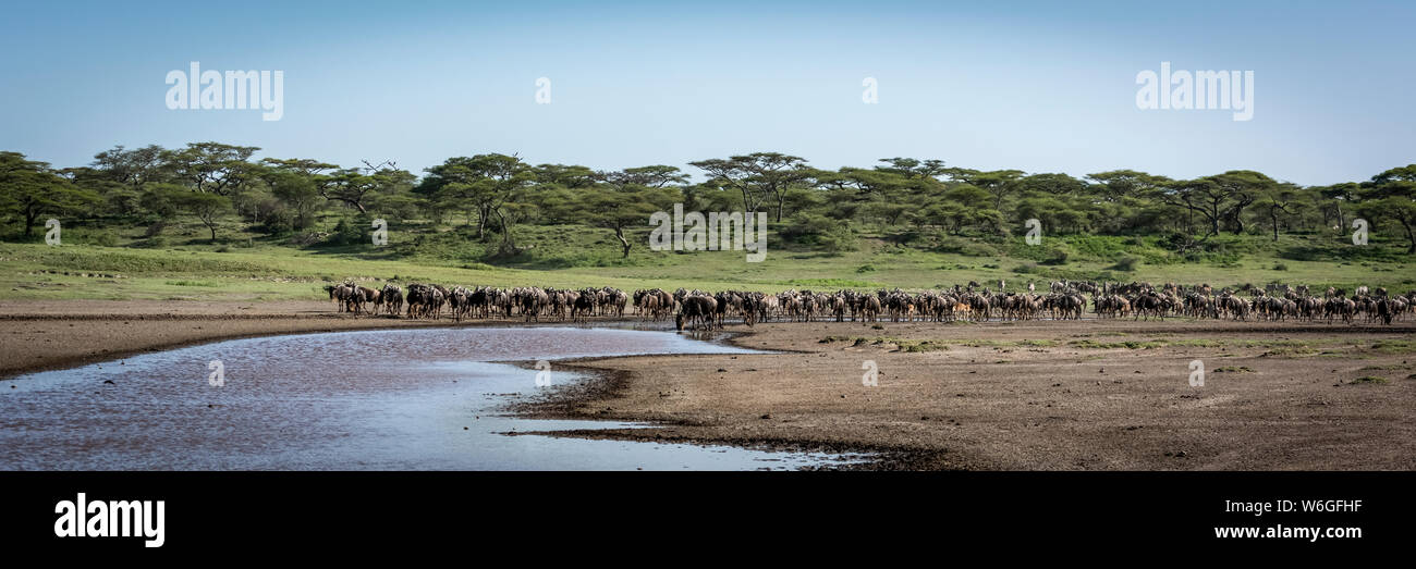 Panorama della linea di wildebeest (Connochaetes taurinus) accanto al fiume, Parco Nazionale Serengeti; Tanzania Foto Stock