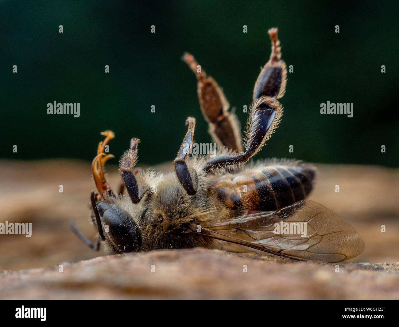 Extreme close-up di un defunto Apis mellifera honeybee con gambe fino a terra, illustra il miele la mortalità delle api Foto Stock