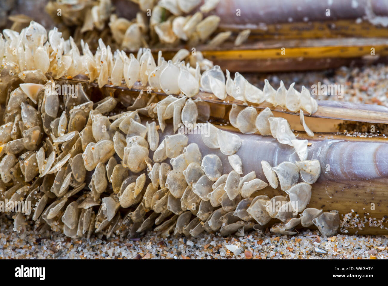 Casi di uovo / uova di cane reticolare Buccino (Tritia reticulata / Nassarius reticulatus / Hinia reticulata), marine molluschi gasteropodi, si è incagliata sulla spiaggia Foto Stock
