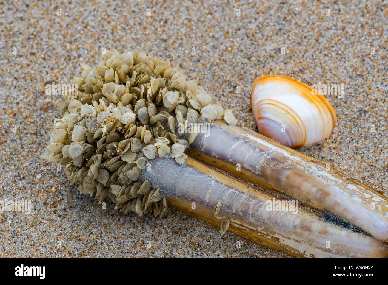 Casi di uovo / uova di cane reticolare Buccino (Tritia reticulata / Nassarius reticulatus / Hinia reticulata), marine molluschi gasteropodi, si è incagliata sulla spiaggia Foto Stock