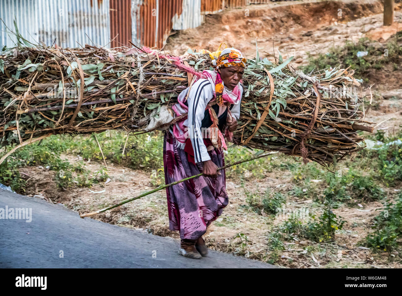 Donna etiope trasporta un carico di sottobosco; Entoto, Oromia, Etiopia Foto Stock
