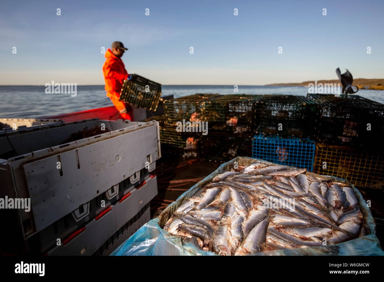 Pescatore di astice con aringa esca. Digby collo, Baia di Fundy; Nova Scotia, Canada Foto Stock