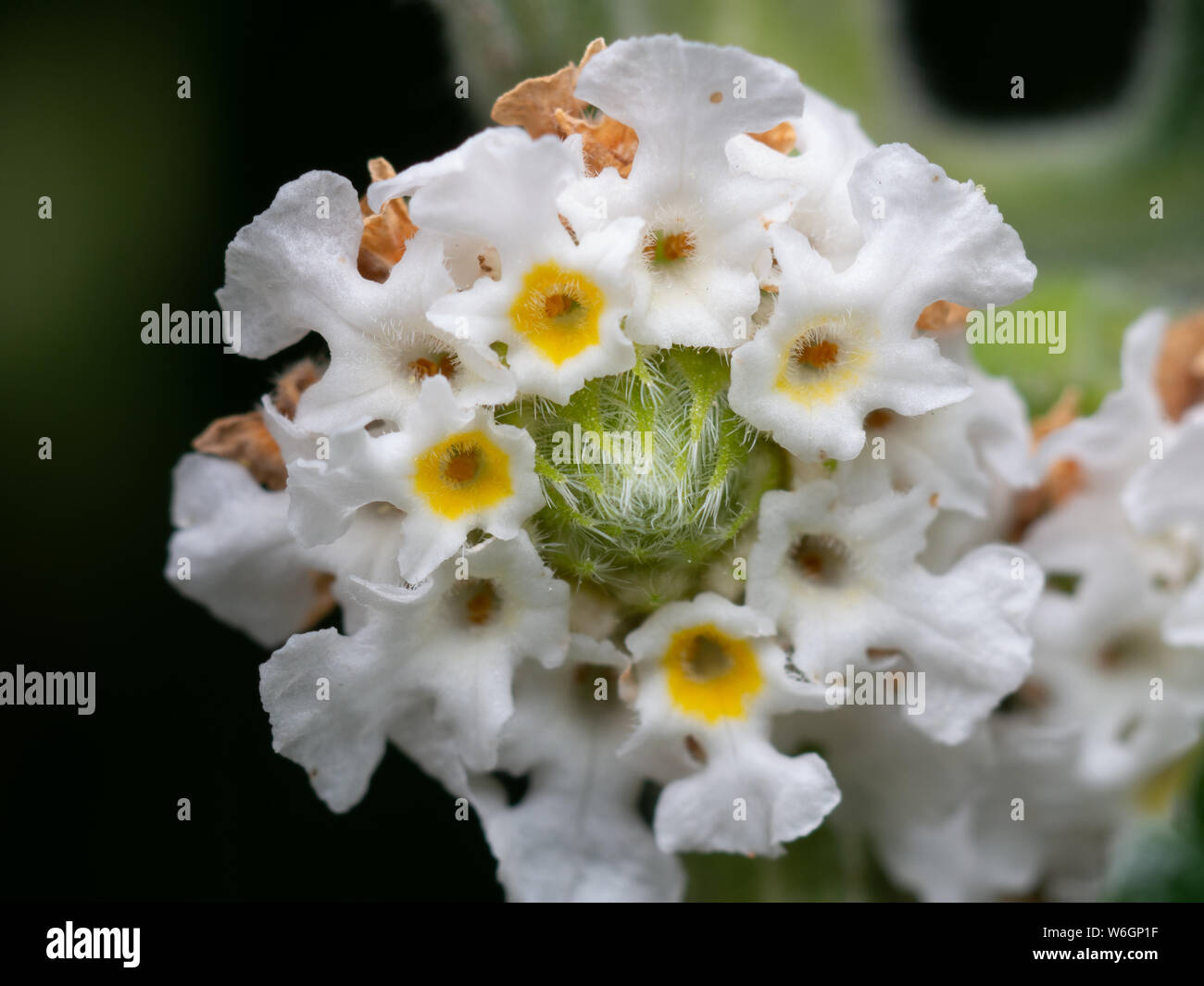 Macro estreme che mostra il fiore in dettaglio Foto Stock