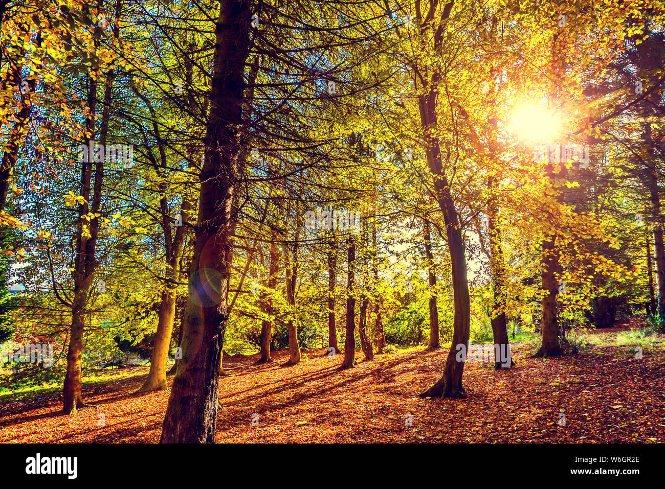 Autunno in legno di piccione, Bangor, County Down, Irlanda del Nord Foto Stock