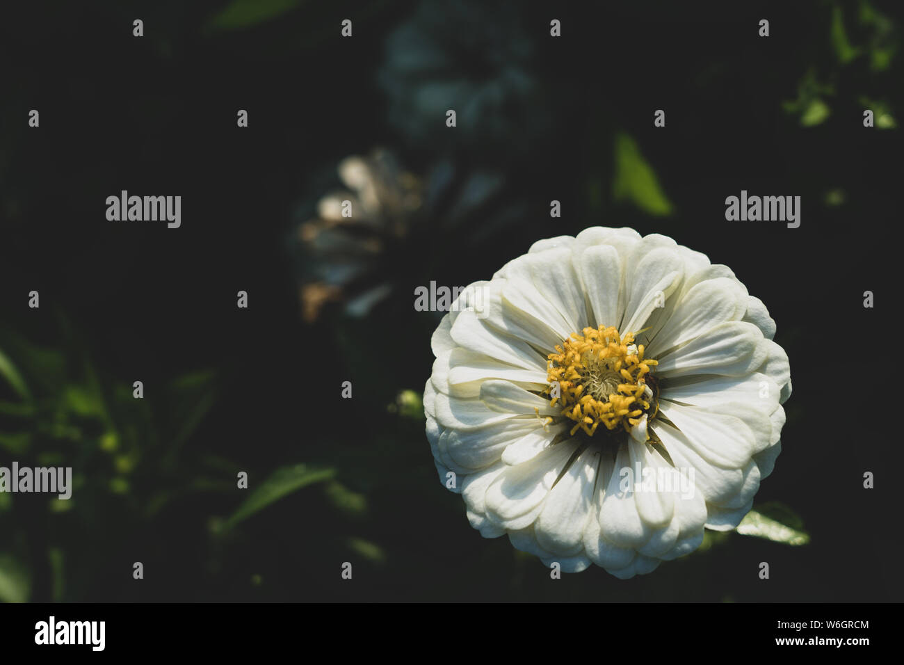 Zinnia elegans, noto come gioventù-e-età, zinnia comune o eleganti zinnia, annualmente una fioritura delle piante del genere Zinnia, è uno dei più noti zinni Foto Stock