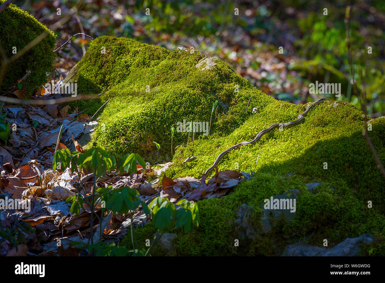 La luce del sole espone una giarrettiera serpente slithering attraverso un muschio coperto rock. Foto Stock