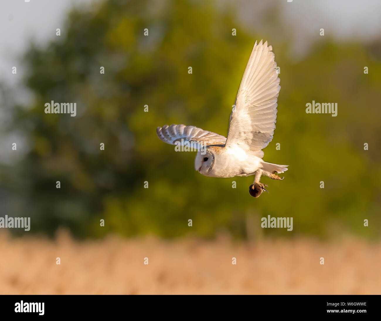 Barbagianni Foto Stock