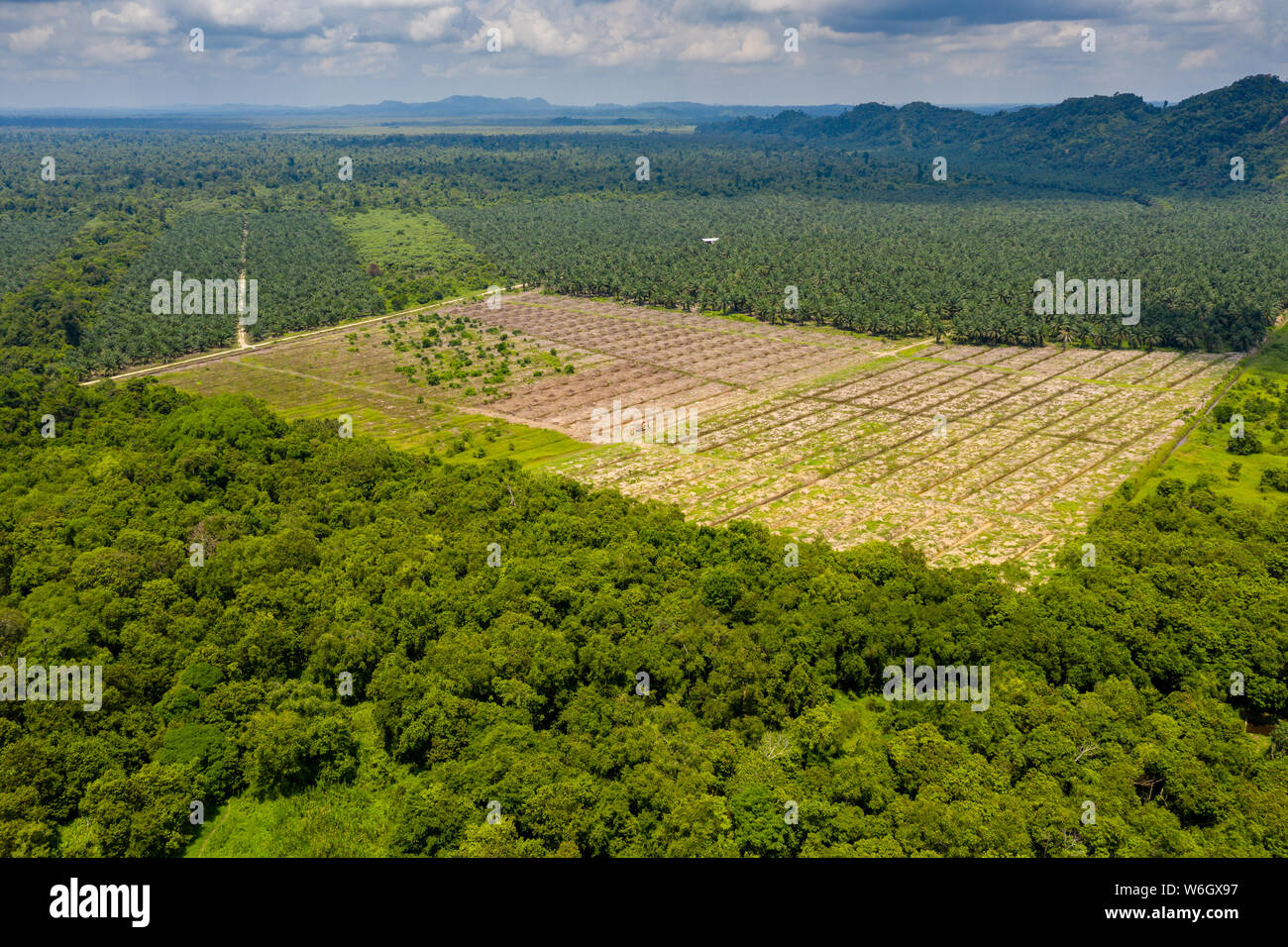 Antenna fuco vista della deforestazione in una foresta pluviale tropicale per fare la strada per palm piantagioni di olio Foto Stock