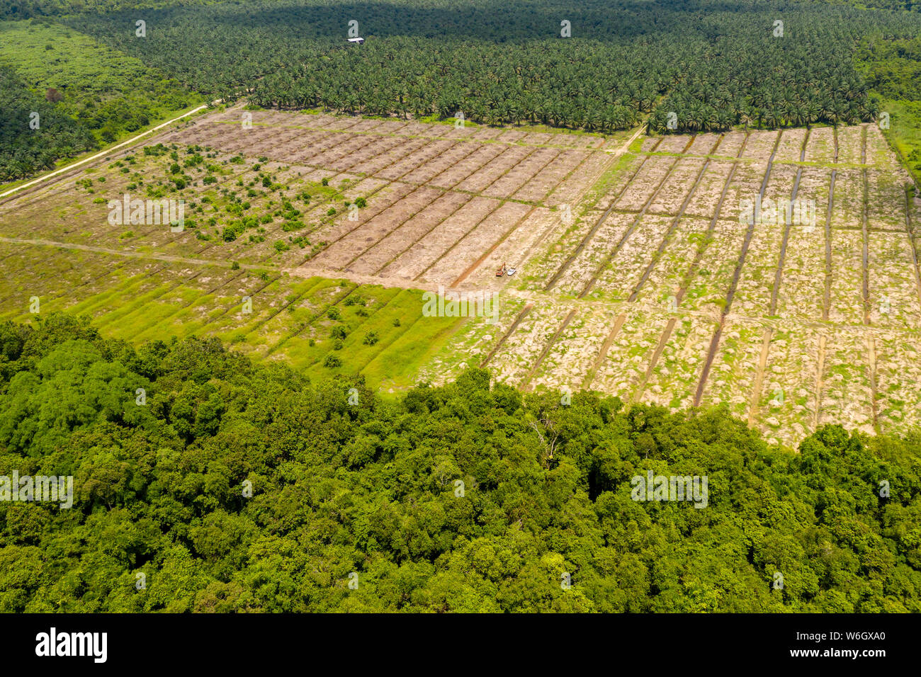 Antenna fuco vista della deforestazione in una foresta pluviale tropicale per fare la strada per palm piantagioni di olio Foto Stock