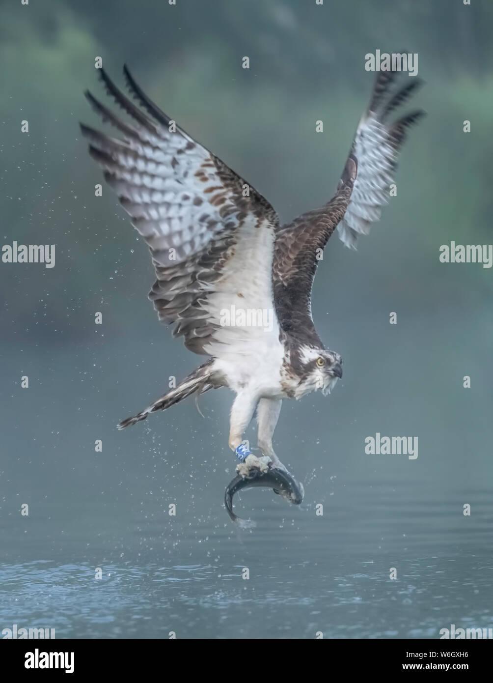 Osprey 2aa la pesca Foto Stock