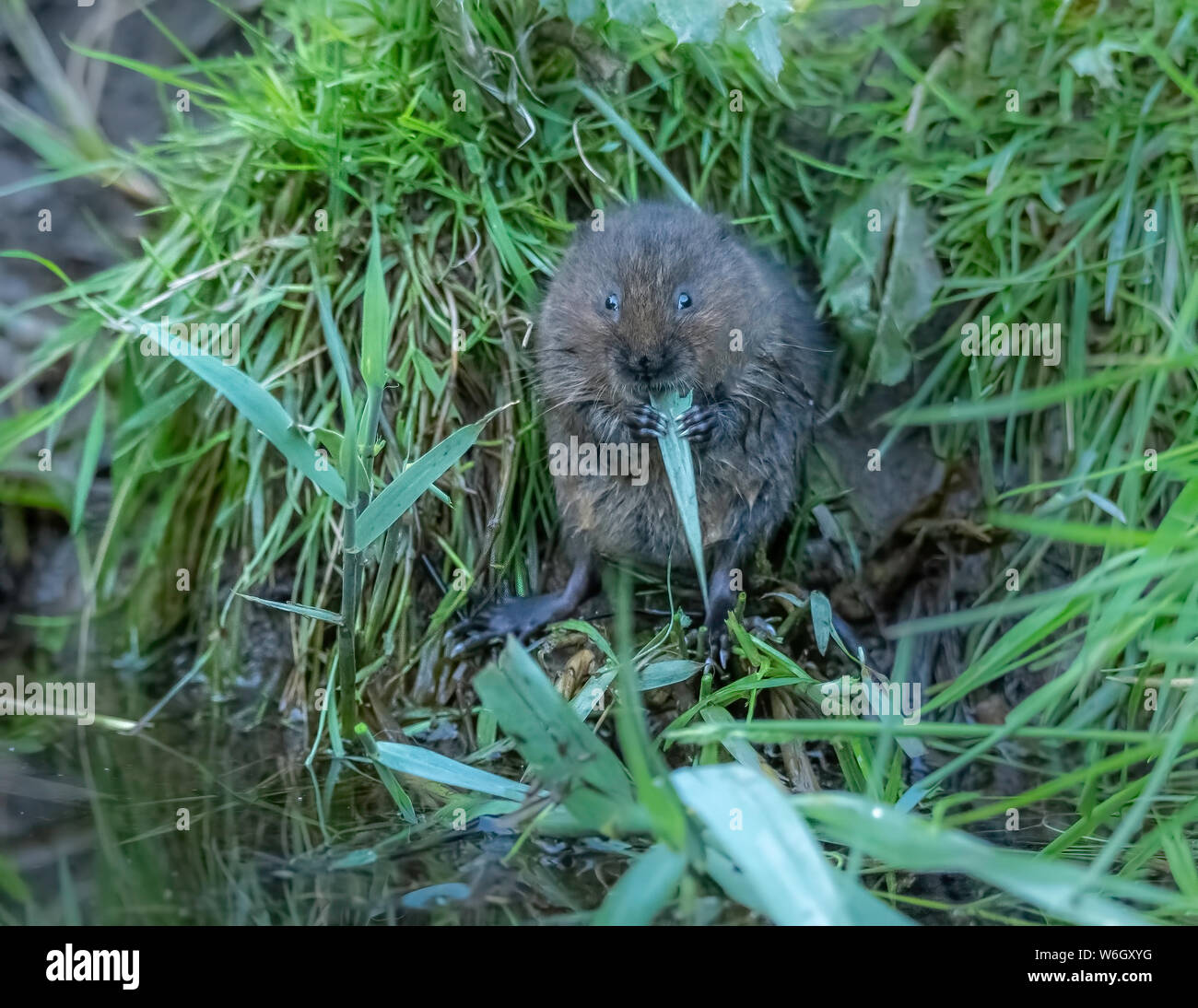 Acqua Vole mangiare ance Foto Stock