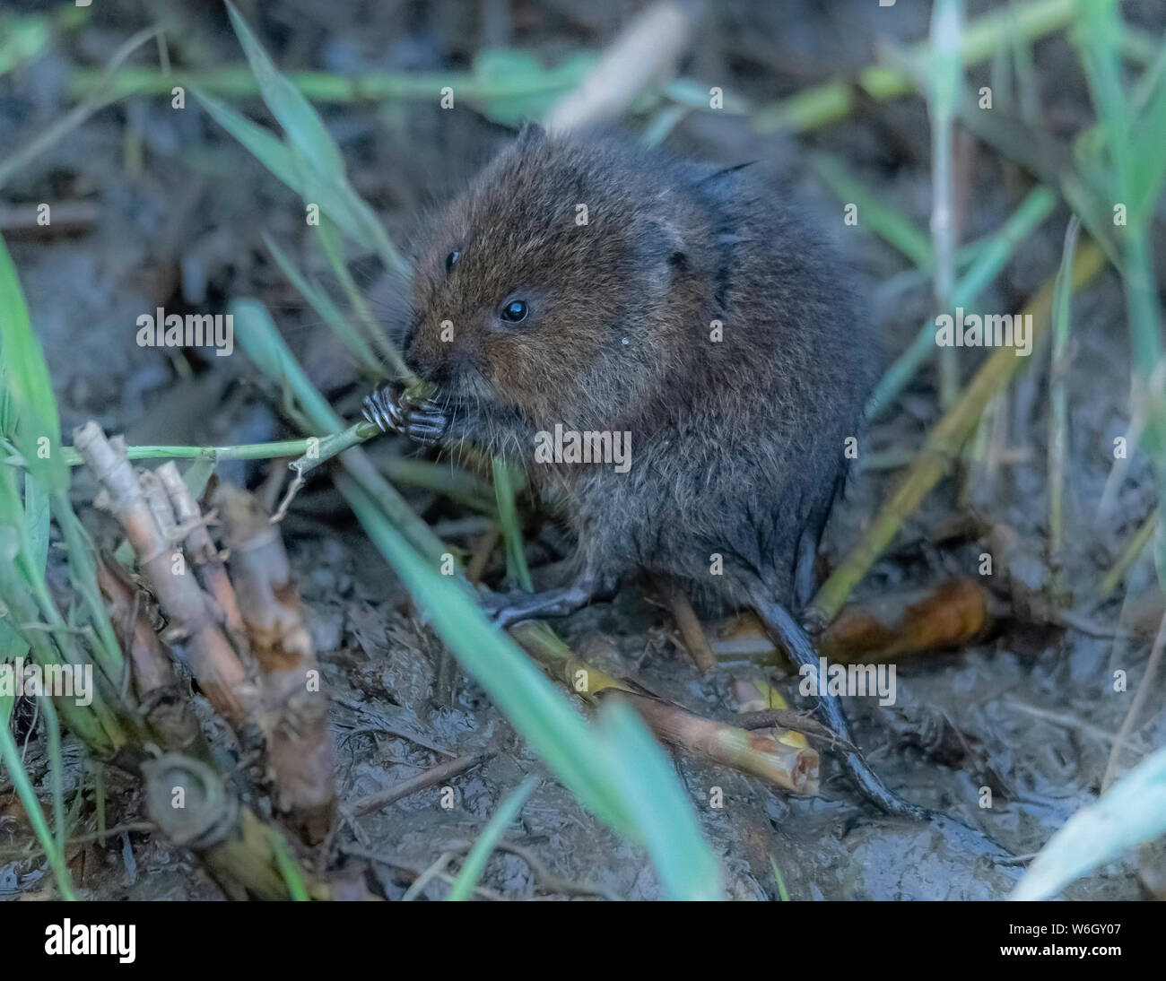 Acqua Vole mangiare ance Foto Stock