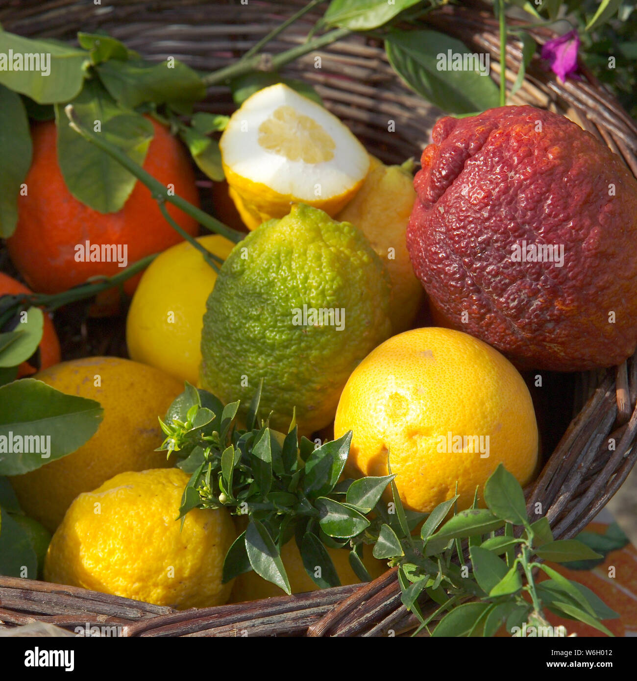 I limoni e altri rari gli agrumi in un cestello Foto Stock
