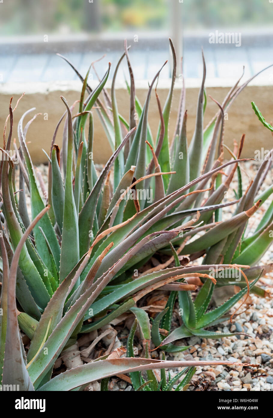 L'Aloe vera è una pianta succulente specie coltivata per usi agricoli, farmaceutici e usi medicinali. Foto Stock