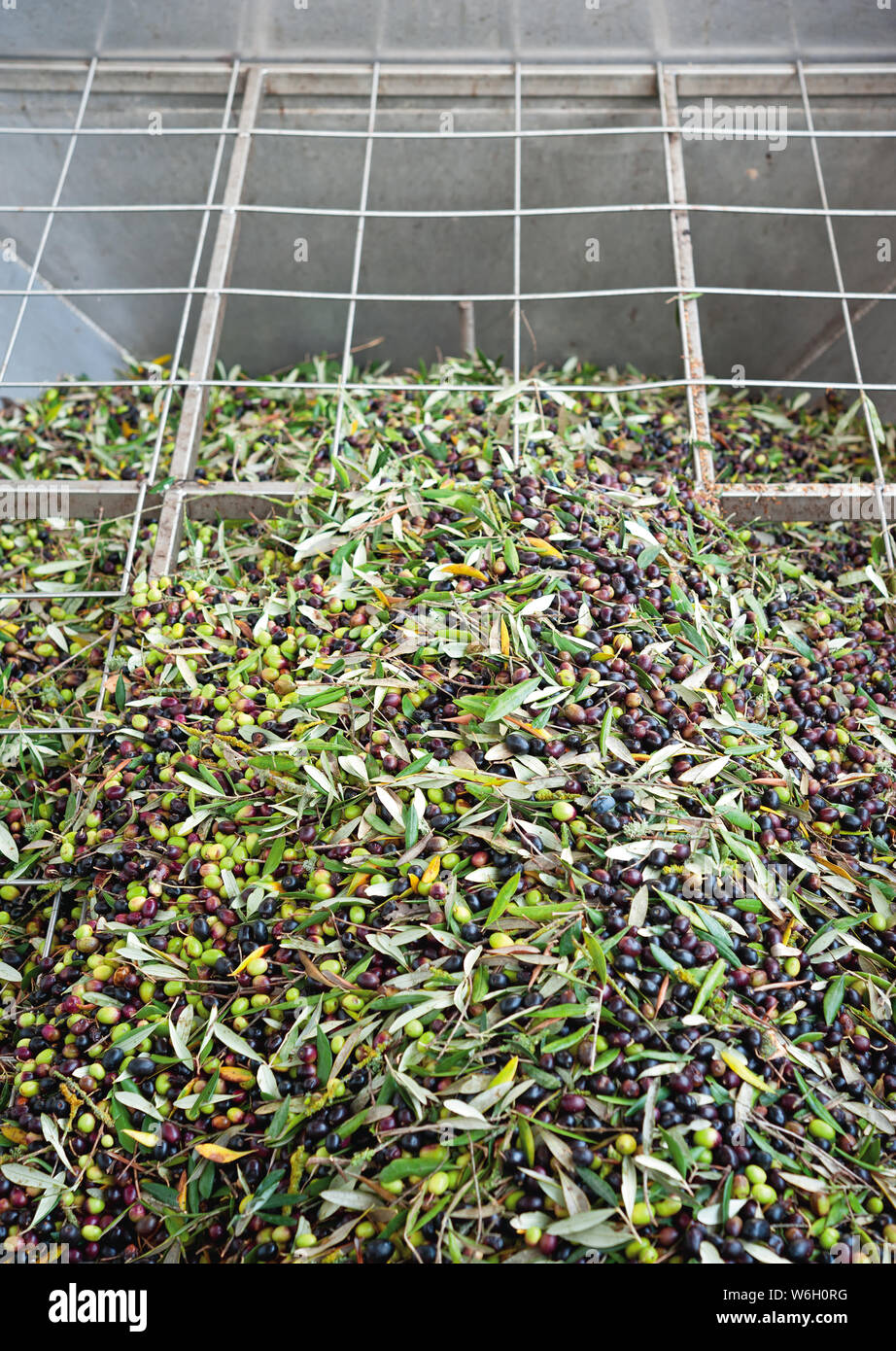 Appena raccolto delle olive prima di essere premuto (frantoio di elaborazione). Foto Stock