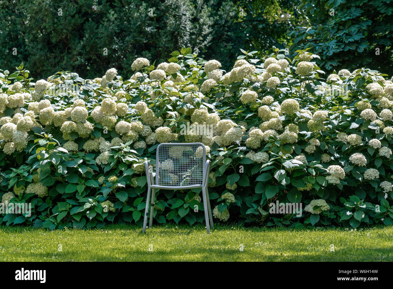Sedia singola su un prato di fronte bianco viburno fioritura e cespugli di rose (pallon di maggio) Foto Stock