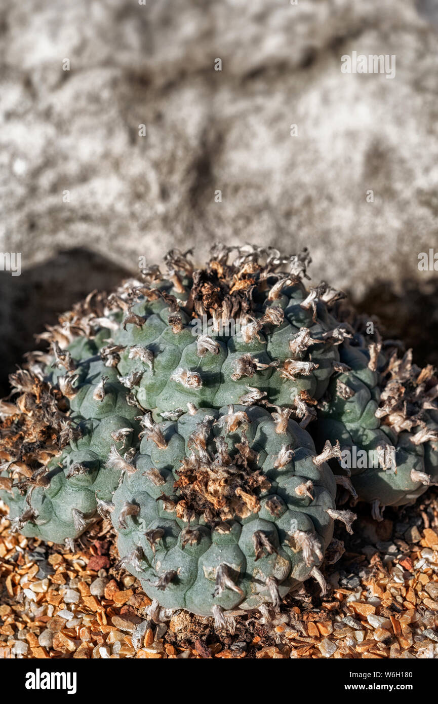 Lophophora williamsii o peyote è un piccolo cactus di smidollati con alcaloidi psicoattivi, particolarmente mescaline. Foto Stock