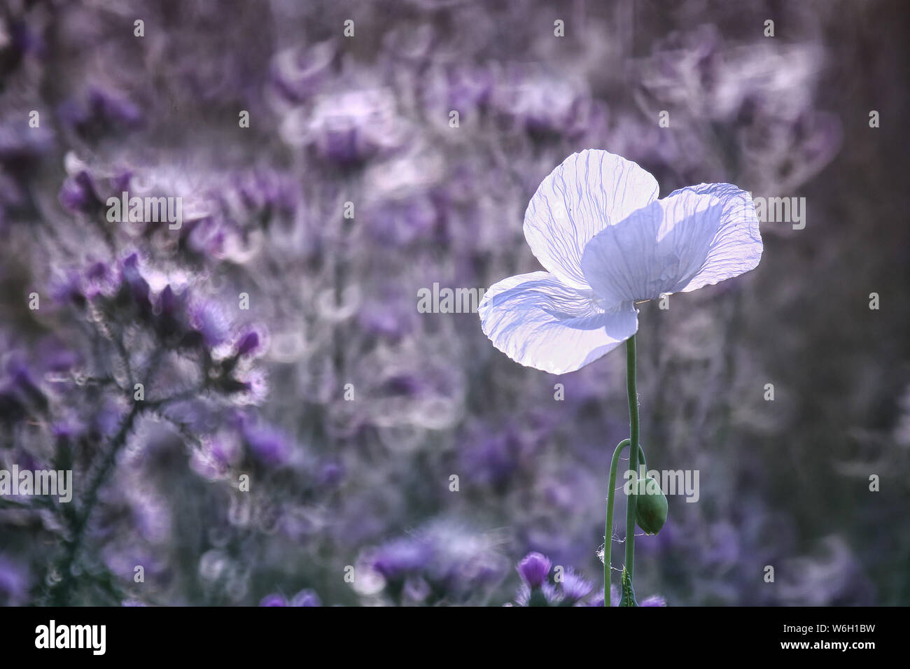 Campo di papaveri bianchi, chiamati anche l'oppio. Papaver somniferum Foto Stock