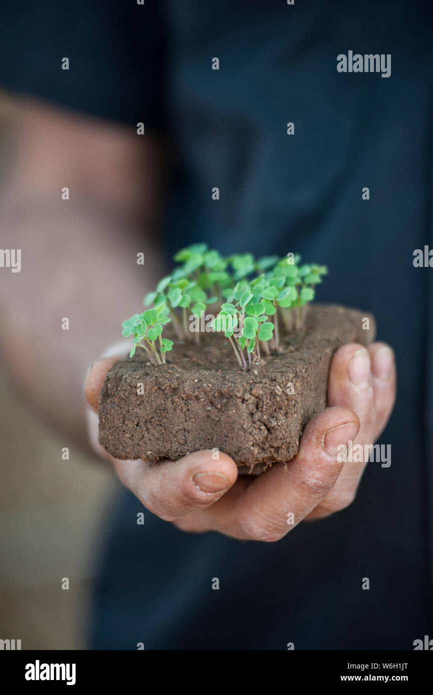 Una mano trattiene giovani germogli vegetali che cresce da un grumo di suolo Foto Stock